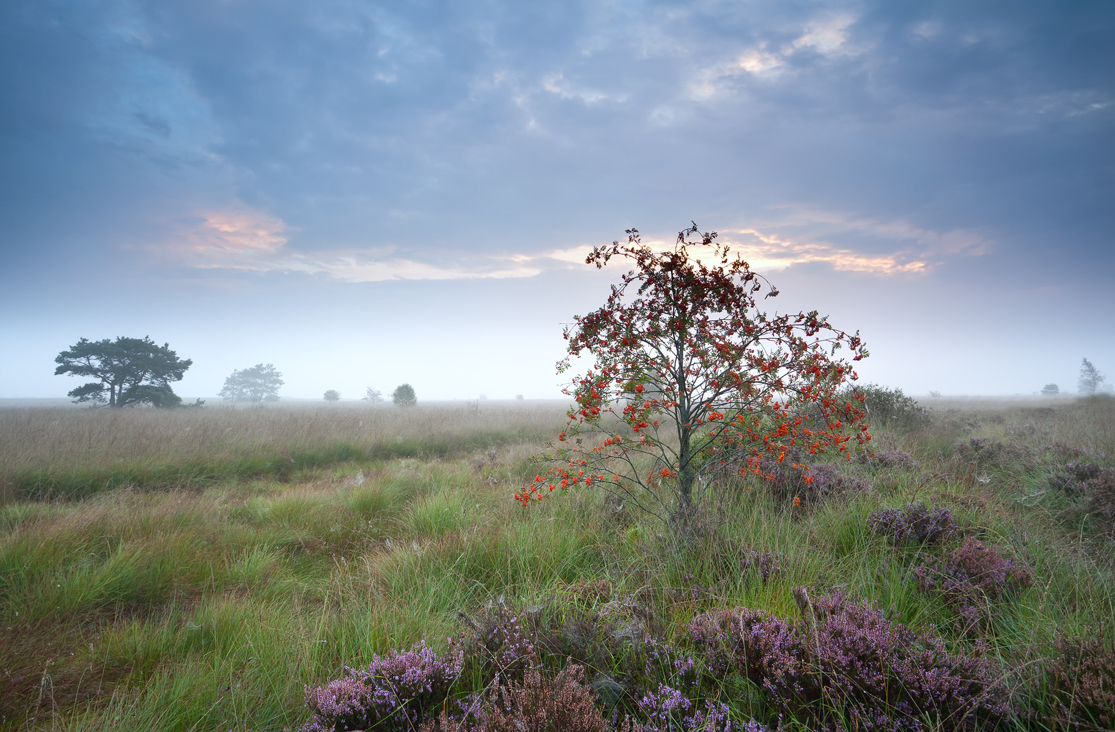 bigstock-Orange-Rowan-Berry-Tree-In-The-51450625